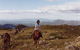 High Country Horses - thumb 0