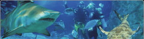 Scuba World - New South Wales Tourism  1