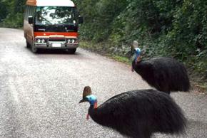 Kookaburra Tours - New South Wales Tourism  0