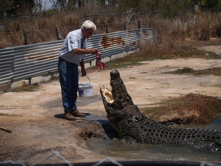 Koorana Saltwater Crocodile Farm - New South Wales Tourism  1