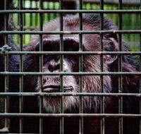 Rockhampton Zoo - New South Wales Tourism 