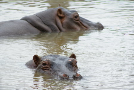 Cairns Wildlife Safari Reserve - New South Wales Tourism  2