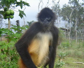 Cairns Wildlife Safari Reserve - New South Wales Tourism  3