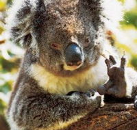 Gorge Wildlife Park - New South Wales Tourism 