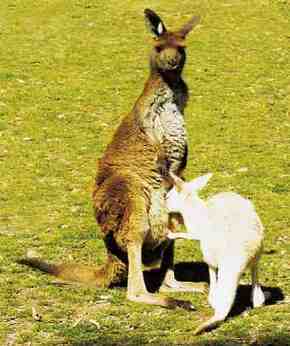 Gorge Wildlife Park - New South Wales Tourism  1