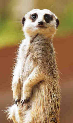 Gorge Wildlife Park - New South Wales Tourism  2