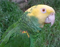 Gorge Wildlife Park - New South Wales Tourism  3