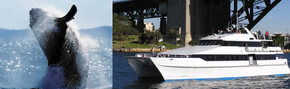Prestige Harbour Cruises - New South Wales Tourism  3