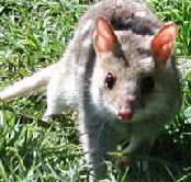 Urimbirra Wildlife Park - New South Wales Tourism 