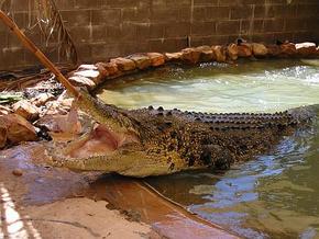 Wyndham Zoological Gardens And Crocodile Park - New South Wales Tourism  0