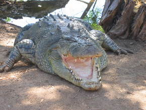 Wyndham Zoological Gardens And Crocodile Park - New South Wales Tourism  2