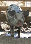 Wagga Wagga Zoo - New South Wales Tourism  0