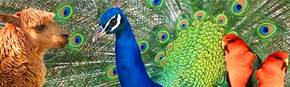 Wagga Wagga Zoo - New South Wales Tourism  1