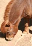 Wagga Wagga Zoo - New South Wales Tourism  3