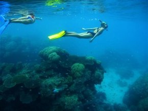 Three Islands Whale Shark Dive - New South Wales Tourism  3