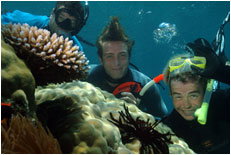 Dolphin Wild - New South Wales Tourism  1