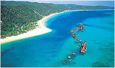 Dolphin Wild - New South Wales Tourism  3