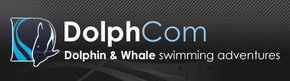 Dolphcom - Dolphin & Whale Swimming Adventures - New South Wales Tourism  0