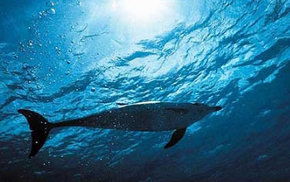 Dolphcom - Dolphin & Whale Swimming Adventures - New South Wales Tourism  1