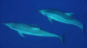 Dolphcom - Dolphin & Whale Swimming Adventures - New South Wales Tourism  3