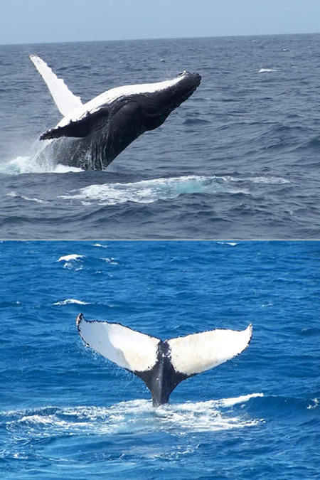 Mills Charters Fishing And Whale Watch Cruises - New South Wales Tourism  3