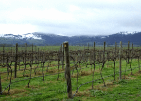 Kinloch Wines - New South Wales Tourism 