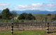 Buller View Wines - thumb 0
