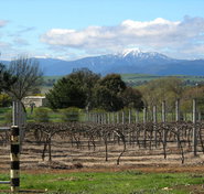 Buller View Wines - New South Wales Tourism 