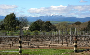 Buller View Wines - New South Wales Tourism  0