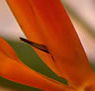 Zen Day Spa - New South Wales Tourism 