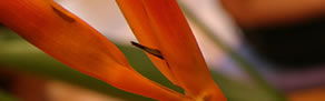 Zen Day Spa - New South Wales Tourism  0