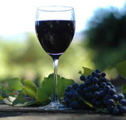 Lion Mill Vineyards - New South Wales Tourism 