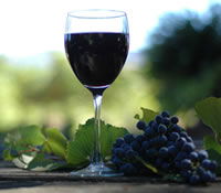 Lion Mill Vineyards - New South Wales Tourism  0