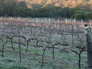Lion Mill Vineyards - New South Wales Tourism  1
