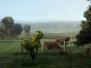 Lion Mill Vineyards - New South Wales Tourism  2
