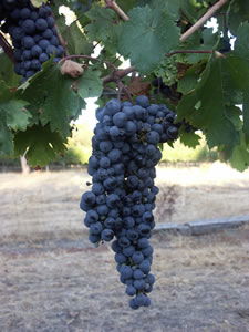 Lion Mill Vineyards - New South Wales Tourism  3