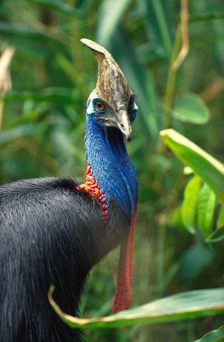 David Fleay Wildlife Park - New South Wales Tourism  0
