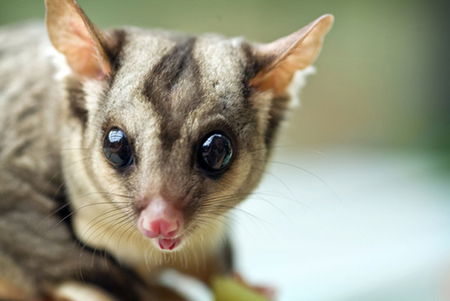 David Fleay Wildlife Park - New South Wales Tourism  1