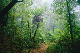 Canungra QLD New South Wales Tourism 