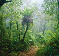 Lamington National Park and OReillys - New South Wales Tourism 