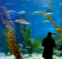 Melbourne Aquarium - New South Wales Tourism 