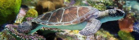 Melbourne Aquarium - New South Wales Tourism  1