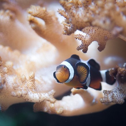 Melbourne Aquarium - New South Wales Tourism  2