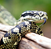Reptile Encounters - New South Wales Tourism 