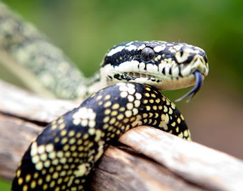 Reptile Encounters - New South Wales Tourism  0