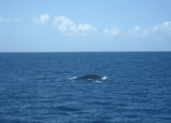 Carlo Fishing Charters - New South Wales Tourism  1