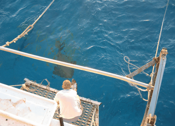 Carlo Fishing Charters - New South Wales Tourism  4