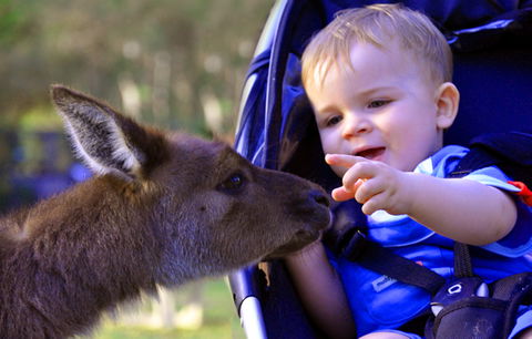 Australian Reptile Park - New South Wales Tourism  6