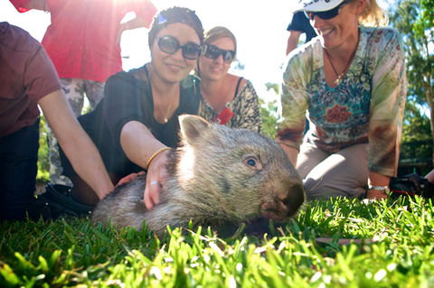 Australian Reptile Park - New South Wales Tourism  10