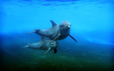 Dolphin Marine Magic - New South Wales Tourism  4